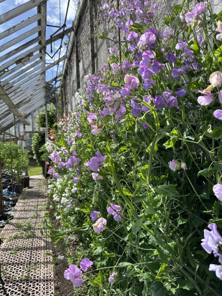 Wembury Walled Garden